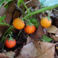 Solanum capsicoides All.